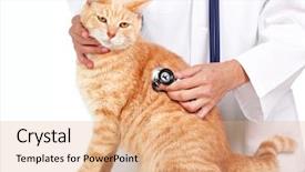  Presentation with veterinary - Beautiful theme featuring red cat with veterinarian doctor backdrop and a coral colored foreground