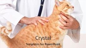 Presentation with veterinary - Colorful presentation theme enhanced with red cat with veterinarian doctor backdrop and a coral colored foreground