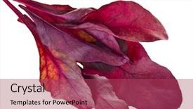  Presentation with red and white - Audience pleasing presentation design consisting of red chard salad mangold isolated backdrop and a red colored foreground