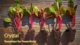  Presentation with sprouting plant - Cool new slides with red chard seedlings sprouts ready backdrop and a  colored foreground