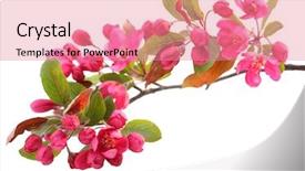  Presentation with cherry blossom - Audience pleasing presentation design consisting of red cherry blossom isolated backdrop and a coral colored foreground