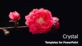 Presentation with cherry blossom - Slide set having red-cherry-blossom-sakura background and a black colored foreground
