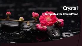  Presentation with cherry blossom - Theme with red cherry blossom with therapy stones background and a black colored foreground