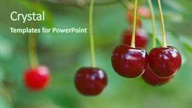  Presentation with cherry - Audience pleasing PPT theme consisting of red cherry on tree closeup backdrop and a tawny brown colored foreground