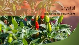  Presentation with chili - Slide set having red chili crop at a farm background and a coral colored foreground