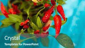  Presentation with peppers - Slide set consisting of red chili peppers growing in a pot background and a ocean colored foreground