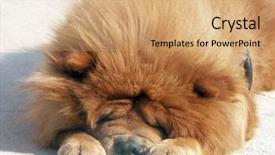  Presentation with super hero dog red - Slide deck with red chow chow dog sleeping outside background and a coral colored foreground