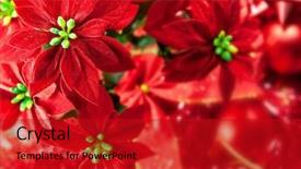  Presentation with christmas red - Theme with red christmas background with various background and a crimson colored foreground