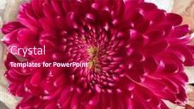  Presentation with chrysanthemum - Cool new PPT theme with red-chrysanthemum-close-up-abstract backdrop and a crimson colored foreground