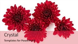  Presentation with chrysanthemum - PPT layouts having red chrysanthemum flower isolated background and a red colored foreground