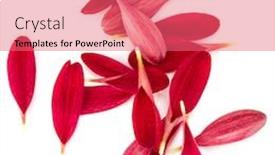  Presentation with chrysanthemum - PPT theme with red chrysanthemum flower petals isolated on white background background and a coral colored foreground