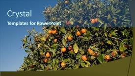  Presentation with citrus - Slides featuring red-citrus-of-sicily background and a ocean colored foreground