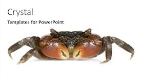  Presentation with crab and shells - Audience pleasing presentation consisting of crustacea - red-clawed crab - perisesarma bidens backdrop and a white colored foreground