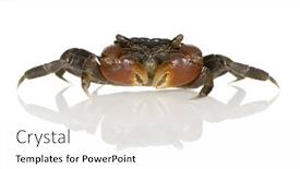  Presentation with crab - Presentation theme featuring red-clawed-crab-perisesarma-bidens background and a white colored foreground