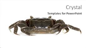  Presentation with crab - Presentation theme with red-clawed-crab-perisesarma-bidens background and a white colored foreground