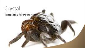  Presentation with crab - Colorful PPT theme enhanced with red-clawed-crab-perisesarma-bidens backdrop and a white colored foreground
