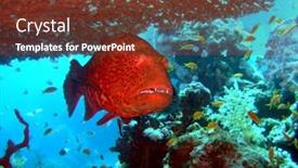  Presentation with grouper - Cool new presentation design with red-close-up-grouper backdrop and a tawny brown colored foreground