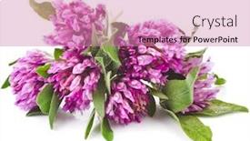  Presentation with clover - Presentation theme enhanced with red clover flower trifolium pratense isolated on white background background and a coral colored foreground