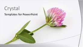  Presentation with clover - Presentation theme featuring red clover trifolium pratense background and a white colored foreground
