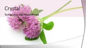  Presentation with clover - Slides consisting of red clover background and a lemonade colored foreground