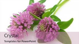  Presentation with clover - Presentation enhanced with red clover background and a coral colored foreground