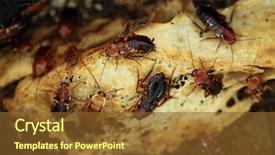  Presentation with animal - Presentation theme consisting of red cockroach wild life animal background and a tawny brown colored foreground