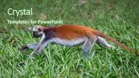  Presentation with monkey - Amazing PPT theme having red colobus monkey run backdrop and a tawny brown colored foreground