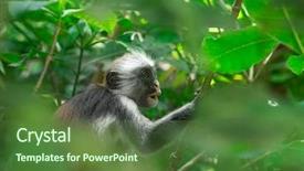  Presentation with zanzibar - Presentation with red colobus piliocolobus kirki monkey background and a tawny brown colored foreground