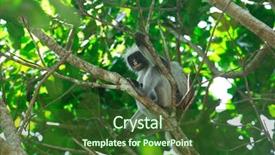  Presentation with zanzibar - Colorful PPT theme enhanced with red colobus piliocolobus kirki monkey backdrop and a forest green colored foreground