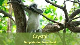  Presentation with monkey - Presentation consisting of red colobus piliocolobus kirki monkey background and a tawny brown colored foreground