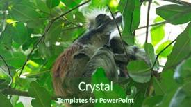  Presentation with monkey - PPT layouts with red colobus piliocolobus kirki monkey background and a forest green colored foreground