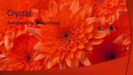  Presentation with nature - Cool new presentation design with red color aster flower nature backdrop and a red colored foreground