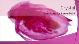  Presentation with colored - PPT theme enhanced with red-colored-daphnia-isolated background and a coral colored foreground