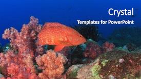  Presentation with grouper - Amazing presentation design having red-coral-grouper-fish backdrop and a royal blue colored foreground