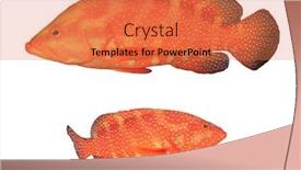  Presentation with grouper - Cool new presentation theme with red-coral-grouper-hind-fish backdrop and a coral colored foreground