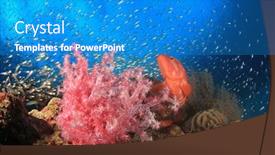  Presentation with coral reef - Slide set enhanced with red-coral-grouper-hunting-glassfish background and a teal colored foreground