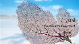  Presentation with sand ocean - Amazing theme having red coral on white sand beach ocean sky and seascapee shallow dof backdrop and a light gray colored foreground