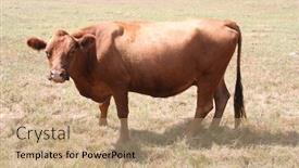  Presentation with grazing - Colorful PPT theme enhanced with  backdrop and a  colored foreground