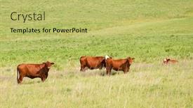  Presentation with pasture - Slide deck featuring red-cows-in-lush-summer background and a yellow colored foreground