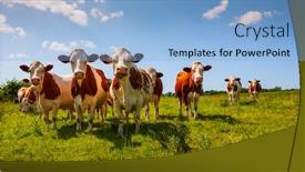  Presentation with pasture - Presentation theme having red-cows-in-the-green background and a light blue colored foreground