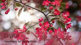  Presentation with red apple tree - Slide set consisting of red-crab-apple-flowers background and a red colored foreground