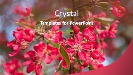  Presentation with red apple tree - Cool new presentation with red-crab-apple-flowers backdrop and a tawny brown colored foreground