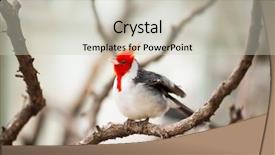 Presentation with cardinal - Colorful slide set enhanced with red-crested cardinal paroaria coronata backdrop and a  colored foreground