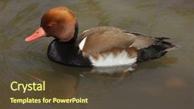  Presentation with duck - Amazing slides having red-crested pochard netta rufina backdrop and a  colored foreground