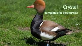  Presentation with animal - Amazing slides having red-crested pochard netta rufina wild life animal backdrop and a tawny brown colored foreground