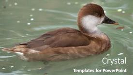  Presentation with animal - Presentation design featuring red-crested pochard netta rufina wild life animal background and a gray colored foreground