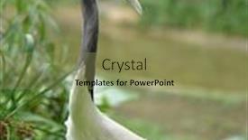  Presentation with crane - PPT theme having red-crowned-crane-aka-grus background and a coral colored foreground