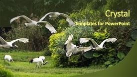  Presentation with crown - PPT theme with red-crowned crane flying background and a tawny brown colored foreground