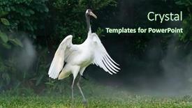  Presentation with crane - Audience pleasing PPT theme consisting of red-crowned-crane-in-green backdrop and a wine colored foreground