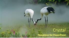  Presentation with crane - Theme consisting of red-crowned-crane-in-green background and a tawny brown colored foreground